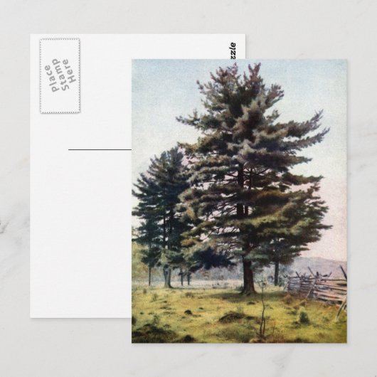 Majestic White Pine Tree Postkarte (Vorne/Hinten)