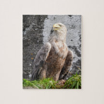 Majestic White Tailed Eagle Rugged Terrain Scenic