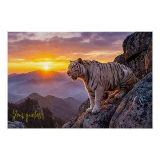 Majestic White Tiger Sunset  Poster
