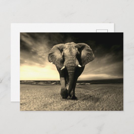 Majestic Wild Bull Elephant in Sepia Postkarte (Vorne/Hinten)