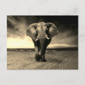 Majestic Wild Bull Elephant in Sepia Postkarte (Vorderseite)