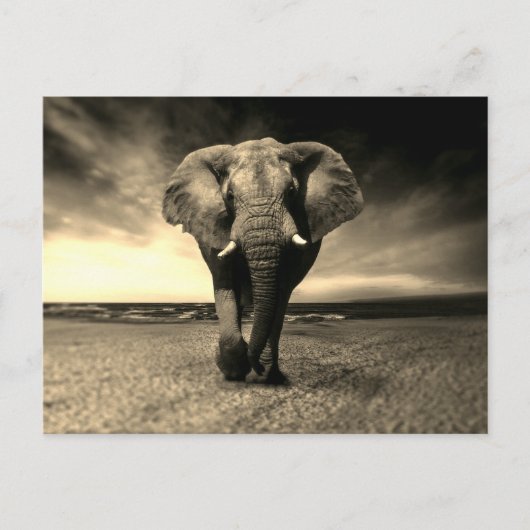 Majestic Wild Bull Elephant in Sepia Postkarte (Vorderseite)