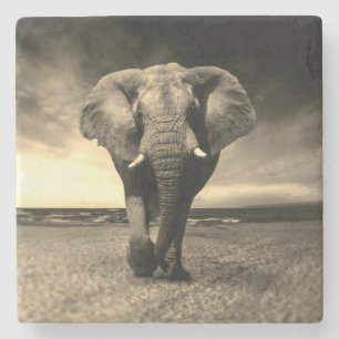 Majestic Wild Bull Elephant in Sepia Steinuntersetzer
