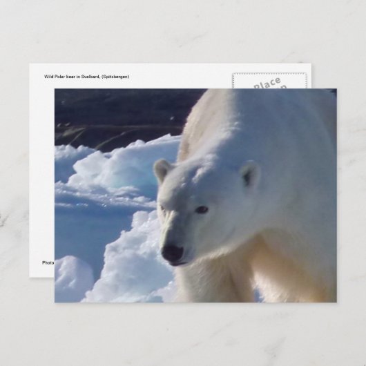 Majestic Wildpolar Postkarte (Vorne/Hinten)