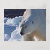 Majestic Wildpolar Postkarte (Vorderseite)