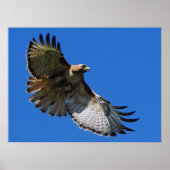 Majestic Wings Gerahmt Print Poster (Vorne)