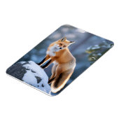 Majestic Winter Fox Fotografie Magnet (Linke Seite)