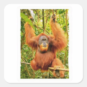 Majestischer Orang-Utan-Regenwald-Schutzaufkleber Quadratischer Aufkleber