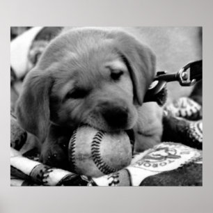 Major League Puppy - Poster & Print