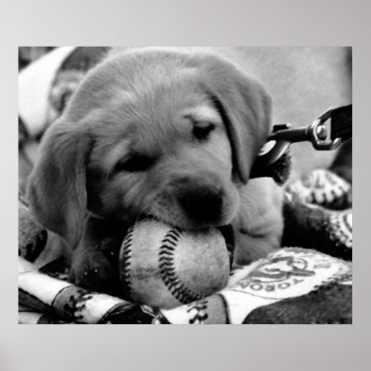 Major League Puppy - Poster & Print (Vorne)
