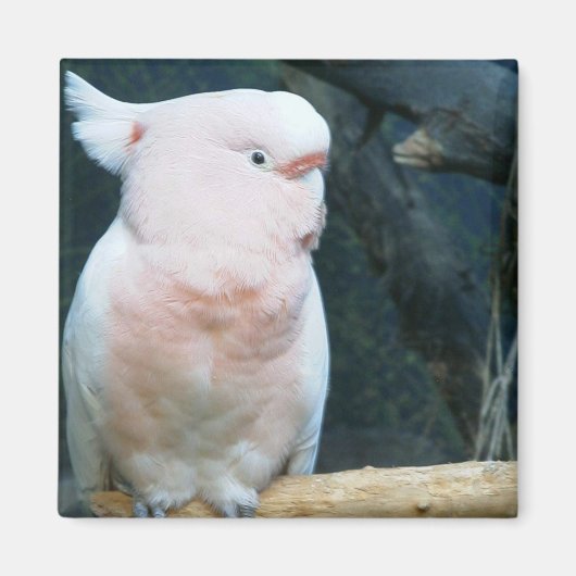 Major Mitchell Cockatoo Magnet (Vorne)