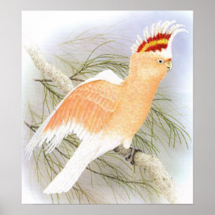 Major Mitchell's Cockatoo - Cacatua Leadbeater Poster