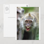 Makaken-Affe Postkarte (Vorne/Hinten)