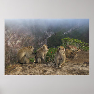 Makaken in der Nebel Poster