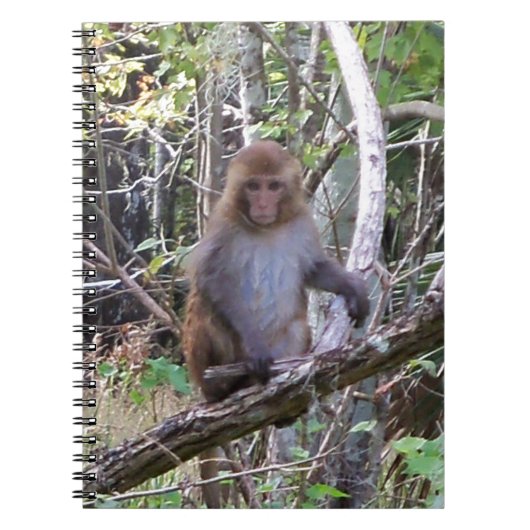 Makaque-Affe Notizblock (Vorderseite)