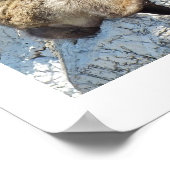 Makaque-Affe Poster (Ecke)