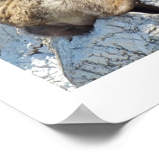 Makaque-Affe Poster (Ecke)