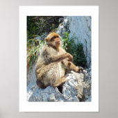 Makaque-Affe Poster (Vorne)
