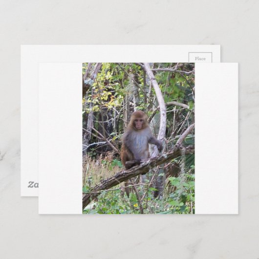 Makaque-Affe Postkarte (Vorne/Hinten)