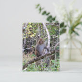 Makaque-Affe Postkarte (Stehend Vorderseite)