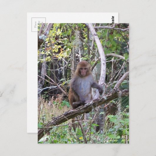 Makaque-Affe Postkarte (Vorne/Hinten)