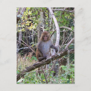 Makaque-Affe Postkarte