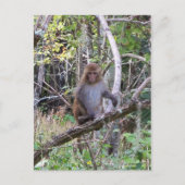 Makaque-Affe Postkarte (Vorderseite)