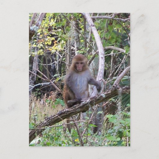 Makaque-Affe Postkarte (Vorderseite)