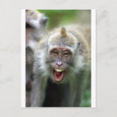Makaque Postkarte (Vorderseite)