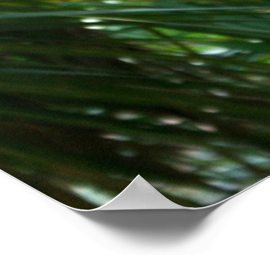 Makasie, Fotograf Poster (Ecke)