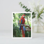 Makasie, Fotograf Postkarte (Stehend Vorderseite)