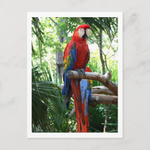 Makasie, Fotograf Postkarte