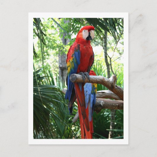 Makasie, Fotograf Postkarte (Vorderseite)