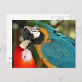 Makaws Postkarte (Vorne/Hinten)