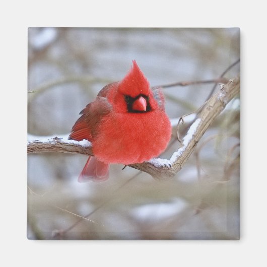 Make_Cardinal_Magnet Magnet (Vorne)