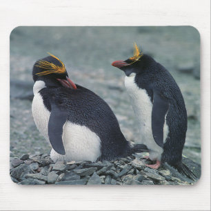 Makkaroni-Pinguine Mousepad