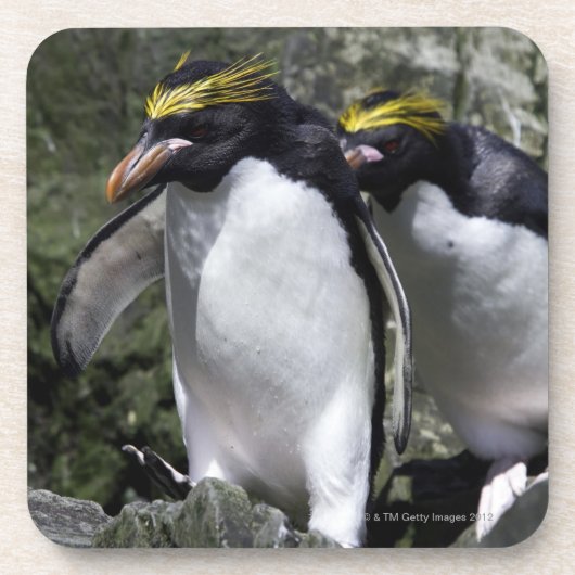Makkaroni-Pinguine, Südgeorgia Getränkeuntersetzer (Vorderseite)
