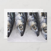 Makrele, frischer Fisch des Tages Postkarte (Vorne/Hinten)