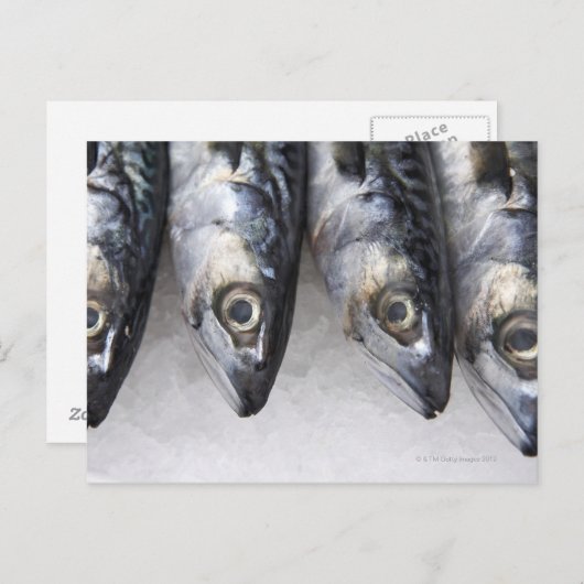 Makrele, frischer Fisch des Tages Postkarte (Vorne/Hinten)