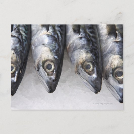 Makrele, frischer Fisch des Tages Postkarte (Vorderseite)