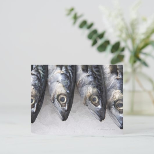 Makrele, frischer Fisch des Tages Postkarte (Stehend Vorderseite)