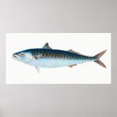 Makrelenfisch Vintage Kunst Poster (Vorne)