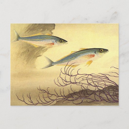 Makrelenfische Schwimmen im Ozean Postkarte (Vorderseite)