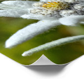 Makro aus edelweiser Blume Poster (Ecke)