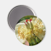 Makro aus weißer chinesischer Blume Magnet (Vorderseite/Rückseite)