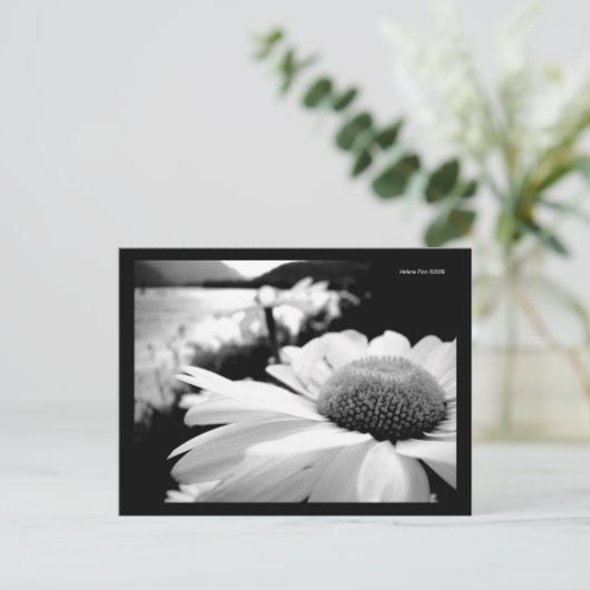 Makro B&W Blume durch Postkarte (Stehend Vorderseite)