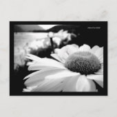 Makro B&W Blume durch Postkarte (Vorderseite)