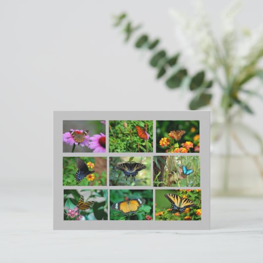 Makro Butterfells Postkarte (Stehend Vorderseite)