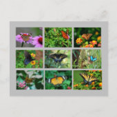Makro Butterfells Postkarte (Vorderseite)
