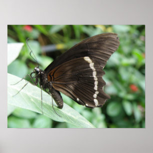 Makro Butterfly Print Poster